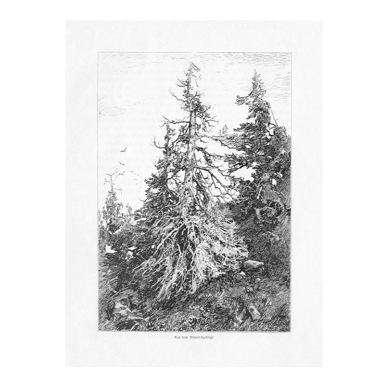 "Aus dem Altvatergebirge."