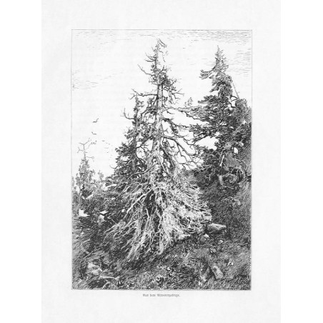 "Aus dem Altvatergebirge."