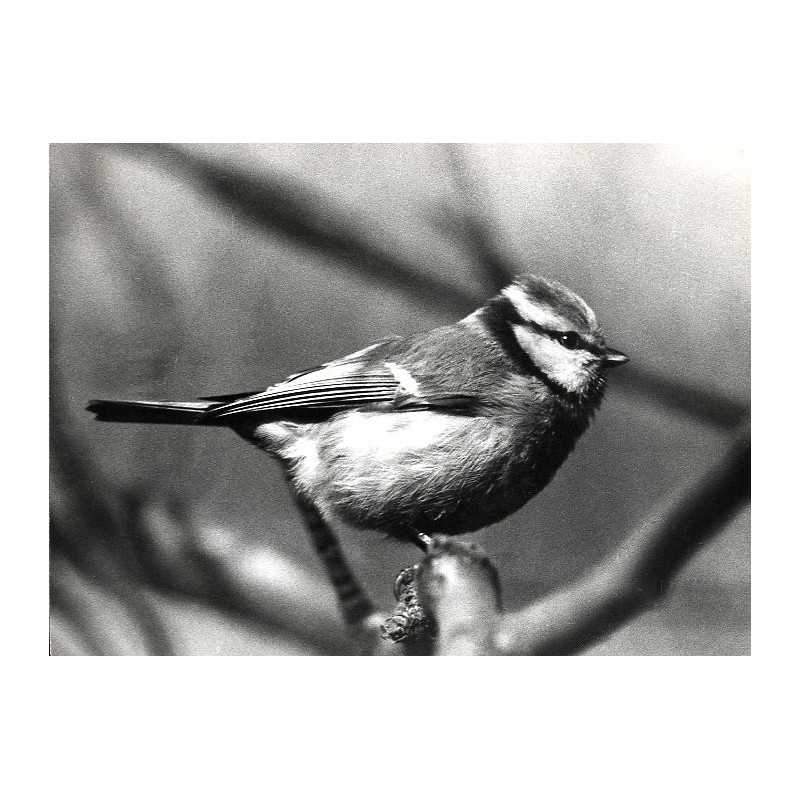 "Sikora modra Parus caeruleus."