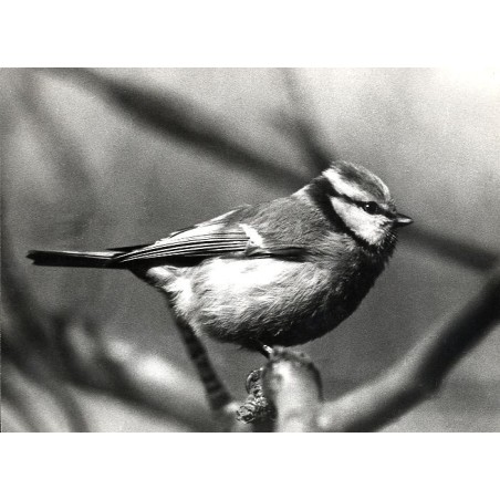 "Sikora modra Parus caeruleus."
