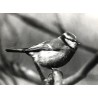"Sikora modra Parus caeruleus."
