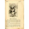 Ogrodnictwo. Miesięcznik wydawany przez Towarzystwo Ogrodnicze w Krakowie. R. 21 (1925). Z. 2 (Luty 1925)