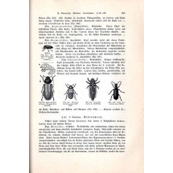 Grundriss der Zoologie für Forstleute. Ergänzungsband zu Lorey’s Handbuch der Forstwissenschaft