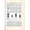 Grundriss der Zoologie für Forstleute. Ergänzungsband zu Lorey’s Handbuch der Forstwissenschaft