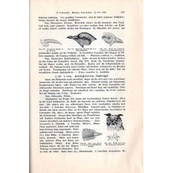 Grundriss der Zoologie für Forstleute. Ergänzungsband zu Lorey’s Handbuch der Forstwissenschaft
