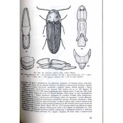 Klucze do oznaczania owadów Polski. Cz.19: Chrząszcze - Coleoptera. Z.35-37: Cerophytidae, Eucnemidae, Throscidae, Lissomidae
