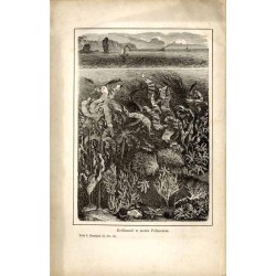 Świat roślinny. Dzieło poświęcone miłośnikom przyrody. T.1: Przygotowanie do podróży