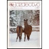 Jazdectwo. Miesięcznik. R.35 (1987). Nr 1-12 (komplet)