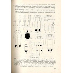 Klucze do oznaczania owadów Polski. Cz.19: Chrząszcze - Coleoptera. Z.84: Majkowate - Meloidae