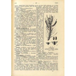 Illustriertes Forst-Wörterbuch