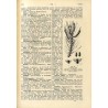 Illustriertes Forst-Wörterbuch