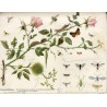 Der Lehrmeister im Garten und Kleintierhof. 5. Jahrgang (1906-1907). Nr 1-65