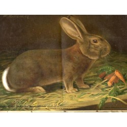 Der Lehrmeister im Garten und Kleintierhof. 5. Jahrgang (1906-1907). Nr 1-65