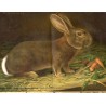 Der Lehrmeister im Garten und Kleintierhof. 5. Jahrgang (1906-1907). Nr 1-65