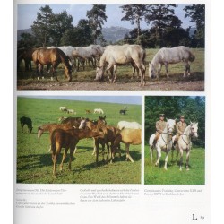 Lipizzaner
