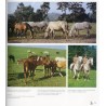Lipizzaner