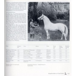 Lipizzaner