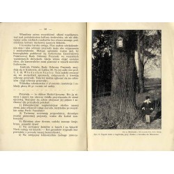 Nasz stosunek do przyrody i jej ochrony