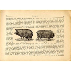 Das Schwein, sein Bau, seine innern Organe. Bildliche Darstellung mit kurzem Text