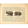 Das Schwein, sein Bau, seine innern Organe. Bildliche Darstellung mit kurzem Text