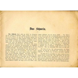 Das Schwein, sein Bau, seine innern Organe. Bildliche Darstellung mit kurzem Text