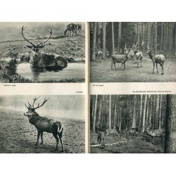 Was da kreucht und fleugt. Ein Tierbuch