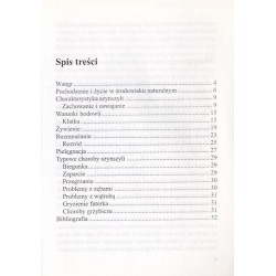 Szynszyle