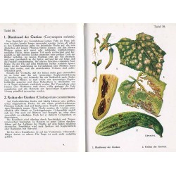 Taschenatlas der Gemüsekrankheiten