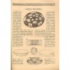 Bluszcz. Pismo tygodniowe ilustrowane dla kobiet. R.59 (1926). Nr 2 (9 stycznia 1926)