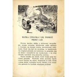 Matka Cyranka. Dlaczego sikorki tracą rozum raz w roku
