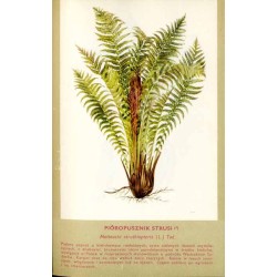 Rośliny prawnie chronione
