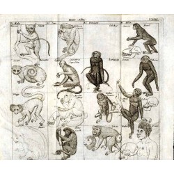 Lehrbuch der Naturgeschichte. 3. Theil: Zoologie. 1. Abt.: Fleischlose Thiere. Mit vierzig Kupfertafeln