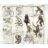 Lehrbuch der Naturgeschichte. 3. Theil: Zoologie. 1. Abt.: Fleischlose Thiere. Mit vierzig Kupfertafeln