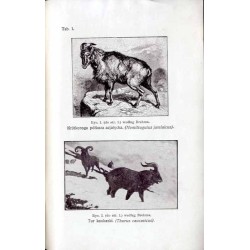 O pochodzeniu owiec domowych i zmienności ich ustrojowej. (Referat wygłoszony na II. Zjeździe owczarskim w Grudziądzu, dn. 27. c