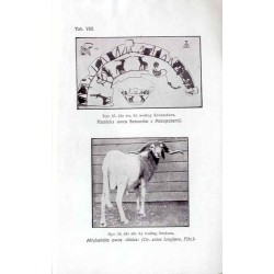 O pochodzeniu owiec domowych i zmienności ich ustrojowej. (Referat wygłoszony na II. Zjeździe owczarskim w Grudziądzu, dn. 27. c