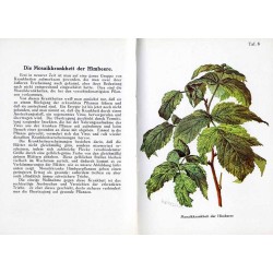 Taschenatlas der Krankheiten des Beeren und Schalenobstes