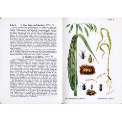 Taschenatlas der Getreidekrankheiten