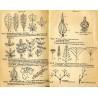 Biologja. Cz.1: Botanika