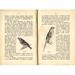 Katechismus der Kanarienzucht. Ein Hand- und Lehrbuch für Züchter und Liebhaber edler Kanarienvögel