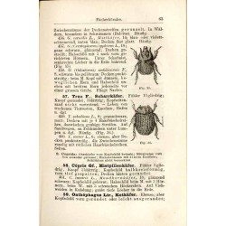 Die Insektenwelt. Ein Taschenbuch zu entomologischen Exkursionen für Lehrer und Lernende