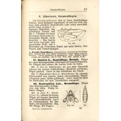 Die Insektenwelt. Ein Taschenbuch zu entomologischen Exkursionen für Lehrer und Lernende