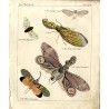 Oesterreichisches naturhistorisches Bilder-Conversations-Lexicon. Ein unentbehrliches Handbuch zur Verbreitung gemeinnütziger Ke