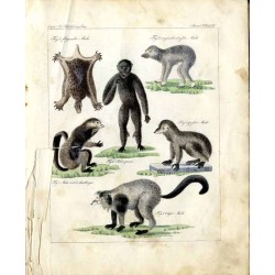 Oesterreichisches naturhistorisches Bilder-Conversations-Lexicon. Ein unentbehrliches Handbuch zur Verbreitung gemeinnütziger Ke