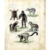 Oesterreichisches naturhistorisches Bilder-Conversations-Lexicon. Ein unentbehrliches Handbuch zur Verbreitung gemeinnütziger Ke