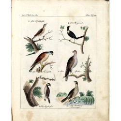 Oesterreichisches naturhistorisches Bilder-Conversations-Lexicon. Ein unentbehrliches Handbuch zur Verbreitung gemeinnütziger Ke