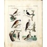 Oesterreichisches naturhistorisches Bilder-Conversations-Lexicon. Ein unentbehrliches Handbuch zur Verbreitung gemeinnütziger Ke