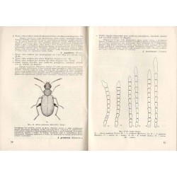 Klucze do oznaczania owadów Polski. Cz.19: Chrząszcze - Coleoptera. Z.78-79: Hylophilidae, Scraptiidae