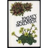 Kwiaty ogrodów skalnych
