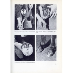 Keeping your horse healthy. The prevention and cure of illness