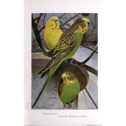 Der Wellensittich. Seine Naturgeschichte, Pflege und Zucht / Papużka falista. Jej naturalna historia, pielęgnacja i hodowla